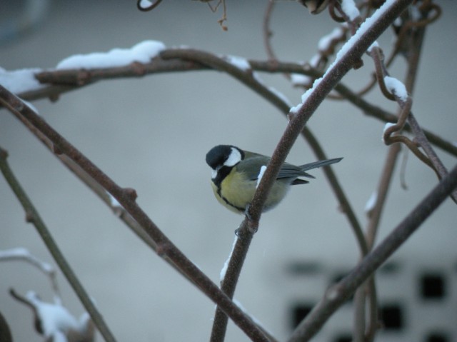 dalla finestra di casa...